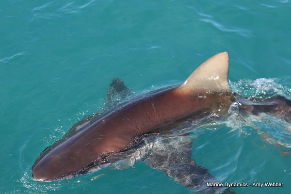 Bronze whaler shark, Shark cage diving, Gansbaai, Western Cape