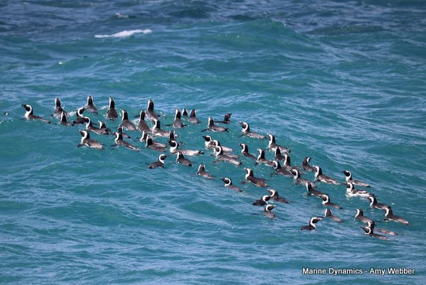 African Penguins, Shark cage diving, Gansbaai, Western Cape