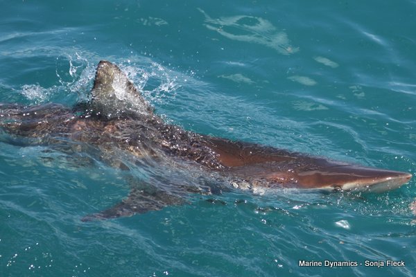 Bronze whaler shark, Shark cage diving, Gansbaai, Western Cape