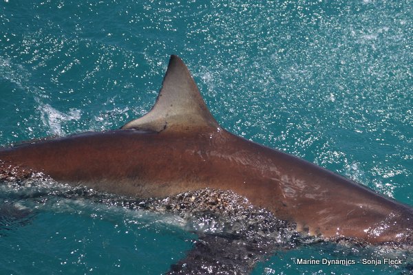 Bronze whaler shark, Shark cage diving, Gansbaai, Western Cape