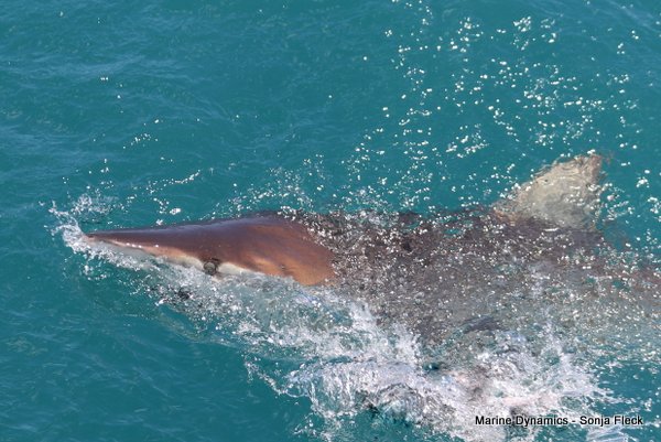 Bronze whaler shark, Shark cage diving, Gansbaai, Western Cape