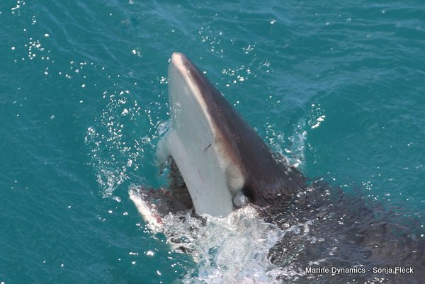 Bronze whaler shark, Shark cage diving, Gansbaai, Western Cape
