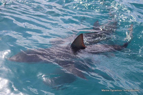 Bronze whaler shark, Shark cage diving, Gansbaai, Western Cape