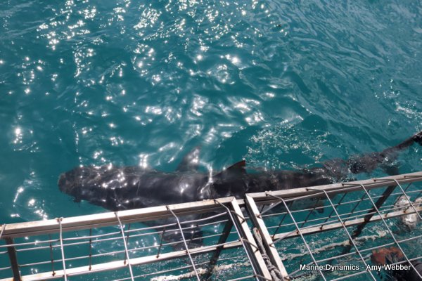 Bronze whaler shark, Shark cage diving, Gansbaai, Western Cape