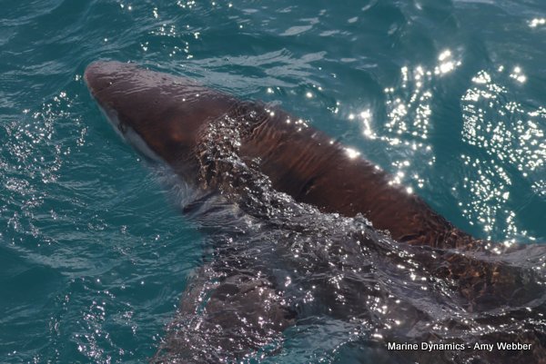 Bronze whaler shark, Shark cage diving, Gansbaai, Western Cape