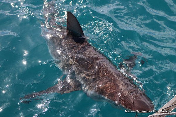 Bronze whaler shark, Shark cage diving, Gansbaai, Western Cape