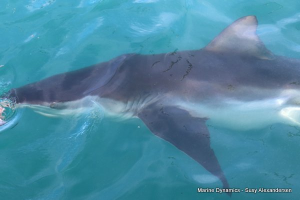 Bronze whaler shark, Shark cage diving, Gansbaai, Western Cape