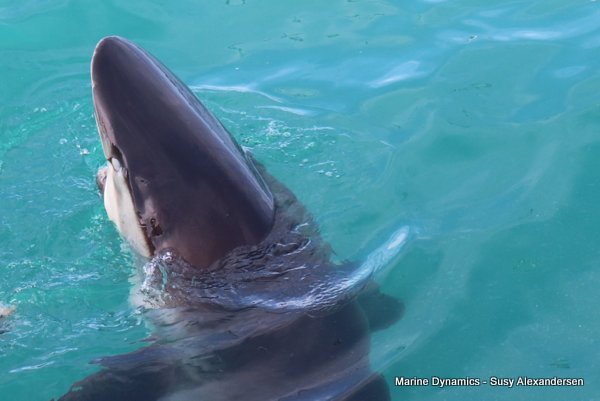 Bronze whaler shark, Shark cage diving, Gansbaai, Western Cape