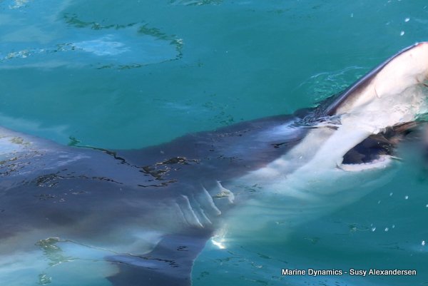 Bronze whaler shark, Shark cage diving, Gansbaai, Western Cape