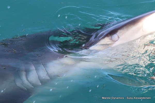 Bronze whaler shark, Shark cage diving, Gansbaai, Western Cape