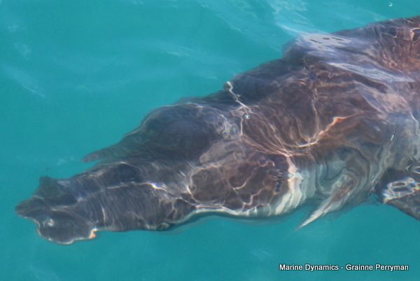 Bronze whaler shark, Shark cage diving, Gansbaai, Western Cape