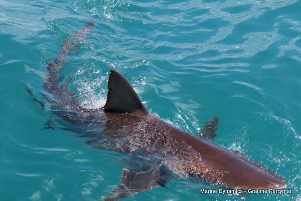 Bronze whaler shark, Shark cage diving, Gansbaai, Western Cape