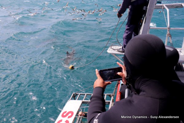 Shark Cage Diving, South Africa