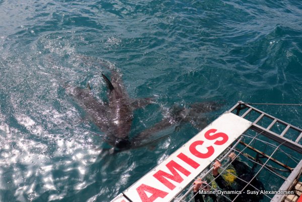Bronze whaler shark, Shark cage diving, Gansbaai, Western Cape