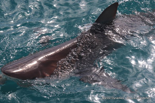Bronze whaler shark, Shark cage diving, Gansbaai, Western Cape