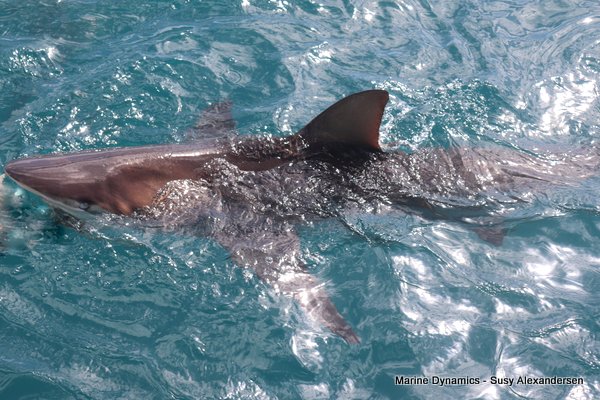 Bronze whaler shark, Shark cage diving, Gansbaai, Western Cape