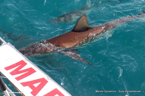 Bronze whaler shark, Shark cage diving, Gansbaai, Western Cape