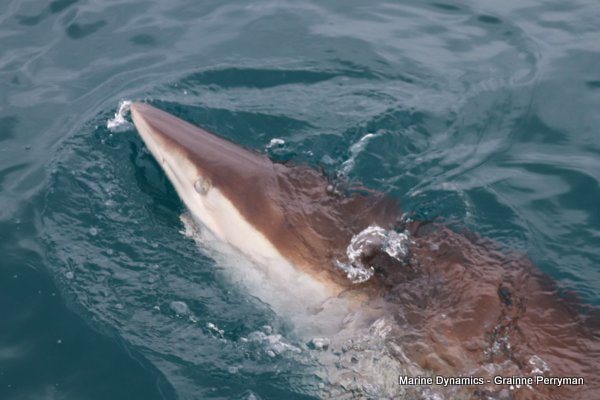 Bronze whaler shark, Shark cage diving, Gansbaai, Western Cape