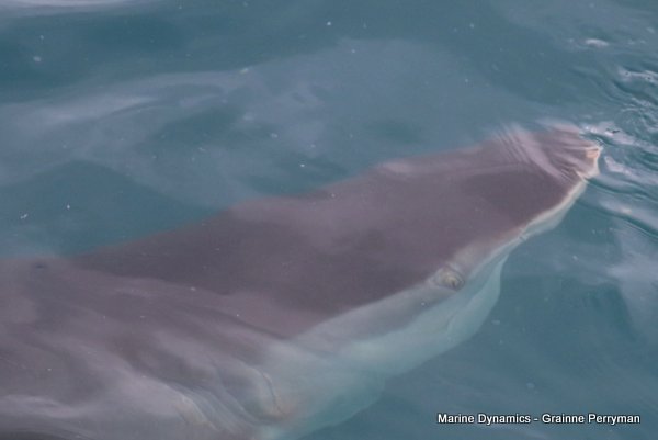 Bronze whaler shark, Shark cage diving, Gansbaai, Western Cape