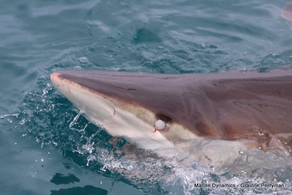 Bronze whaler shark, Shark cage diving, Gansbaai, Western Cape