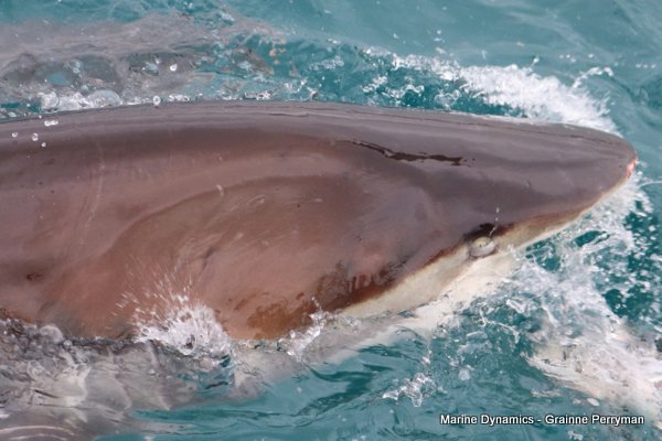 Bronze whaler shark, Shark cage diving, Gansbaai, Western Cape