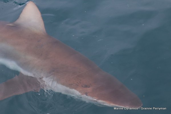 Bronze whaler shark, Shark cage diving, Gansbaai, Western Cape