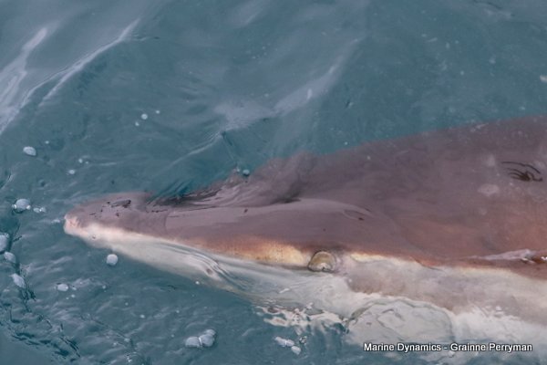 Bronze whaler shark, Shark cage diving, Gansbaai, Western Cape