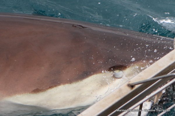 Bronze whaler shark, Shark cage diving, Gansbaai, Western Cape