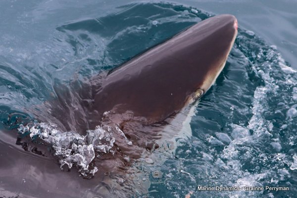 Bronze whaler shark, Shark cage diving, Gansbaai, Western Cape