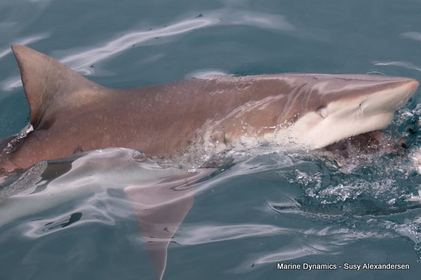 Bronze whaler shark, Shark cage diving, Gansbaai, Western Cape