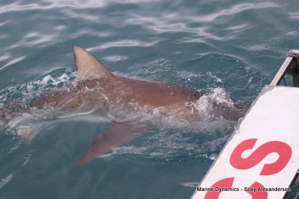 Bronze whaler shark, Shark cage diving, Gansbaai, Western Cape