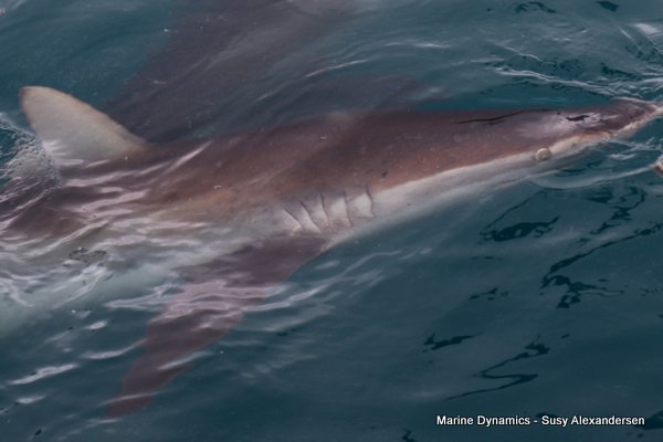 Bronze whaler shark, Shark cage diving, Gansbaai, Western Cape