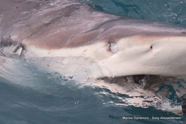 Bronze whaler shark, Shark cage diving, Gansbaai, Western Cape