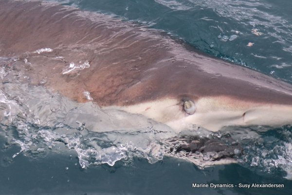 Bronze whaler shark, Shark cage diving, Gansbaai, Western Cape