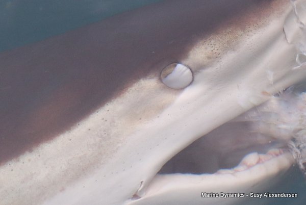 Bronze whaler shark, Shark cage diving, Gansbaai, Western Cape