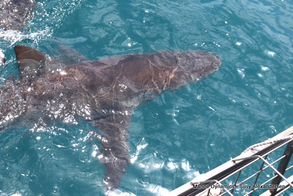 Bronze whaler shark, Shark cage diving, Gansbaai, Western Cape