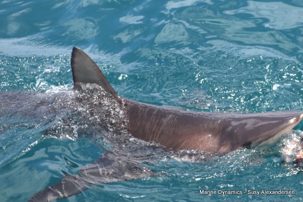 Bronze whaler shark, Shark cage diving, Gansbaai, Western Cape