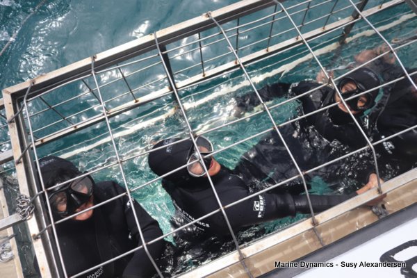 Shark Cage Diving, South Africa