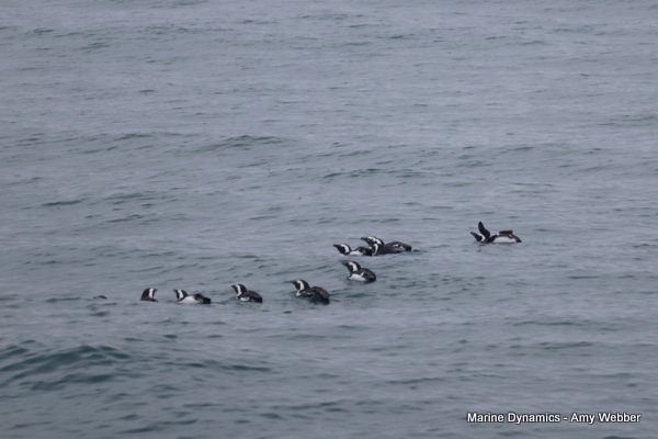 African Penguins, Shark cage diving, Gansbaai, Western Cape