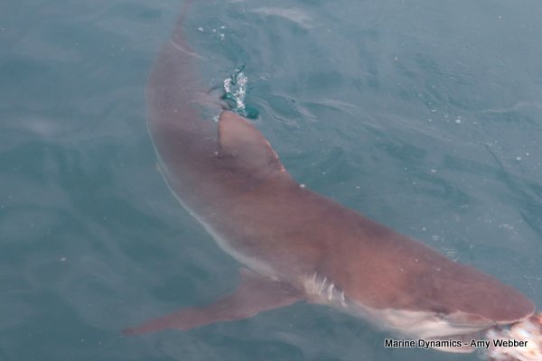 Bronze whaler shark, Shark cage diving, Gansbaai, Western Cape