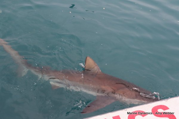 Bronze whaler shark, Shark cage diving, Gansbaai, Western Cape