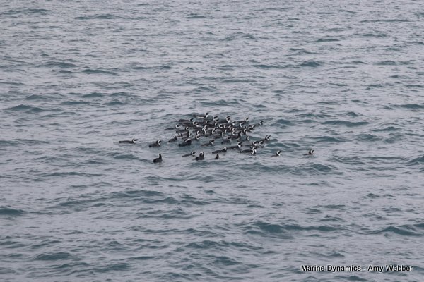 African Penguins, Shark cage diving, Gansbaai, Western Cape