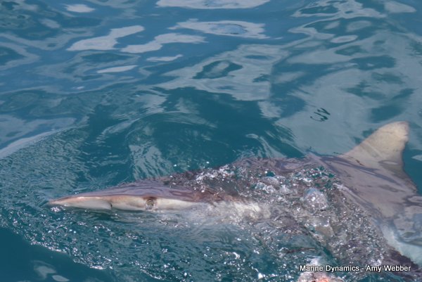 Bronze whaler shark, Shark cage diving, Gansbaai, Western Cape