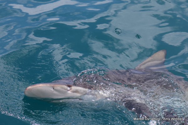 Bronze whaler shark, Shark cage diving, Gansbaai, Western Cape