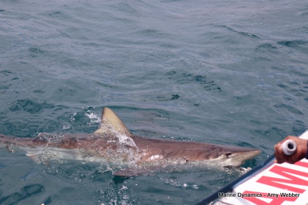 Bronze whaler shark, Shark cage diving, Gansbaai, Western Cape