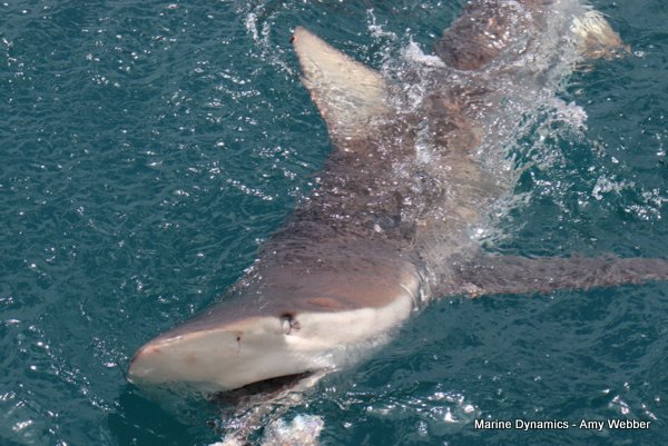 Bronze whaler shark, Shark cage diving, Gansbaai, Western Cape