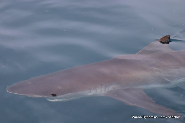 Bronze whaler shark, South Africa