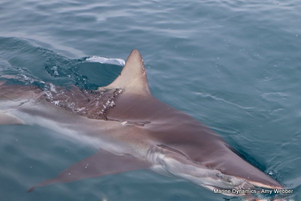 Bronze whaler shark, South Africa