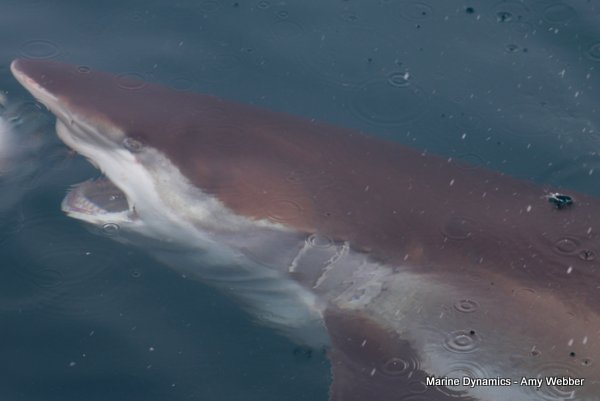 Bronze whaler shark, South Africa