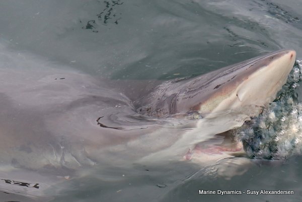 Bronze whaler shark, South Africa